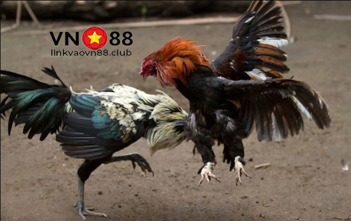 Mẹo chơi Đá gà ảo để tăng tỷ lệ thắng cược