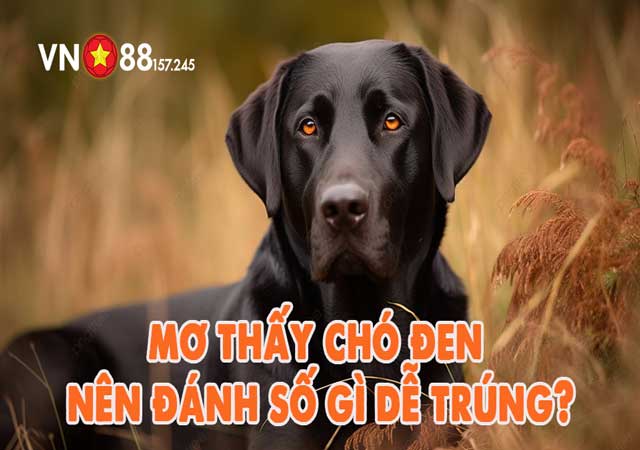 Ngủ mơ thấy chó đen đánh đề số gì chắc thắng?