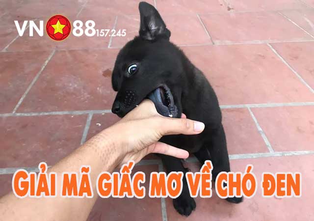 Mơ thấy chó đen là điềm lành hay hung?